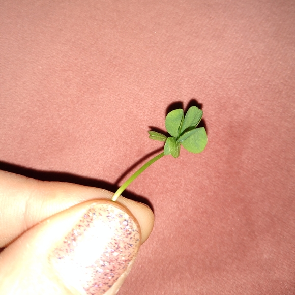 🍀 Real Wild Five 5 Leaf Clover Rare Luck REAL Found 4/26/23 in USA yard Lucky - Picture 4 of 17